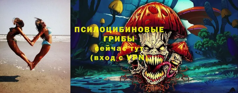 Галлюциногенные грибы Psilocybe  купить наркоту  KRAKEN вход  Курчалой 